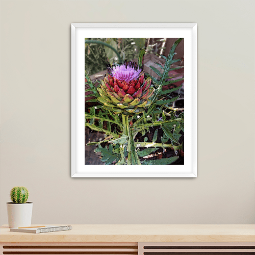 Artichoke Flower - Art Print - Metal Poster - Canvas Wrap - Premium Framed Art Print