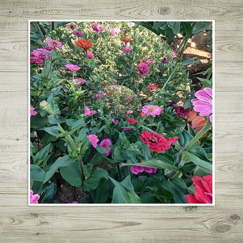 Whirl of the Zinnias - Art Print - Metal Poster - Canvas Wrap - Premium Framed Art Print