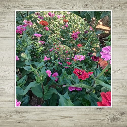 Whirl of the Zinnias - Art Print - Metal Poster - Canvas Wrap - Premium Framed Art Print