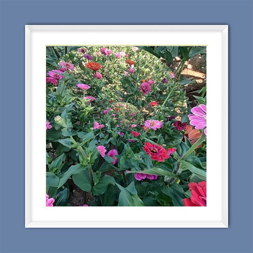 Whirl of the Zinnias - Art Print - Metal Poster - Canvas Wrap - Premium Framed Art Print