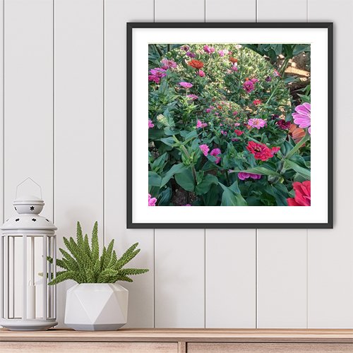 Whirl of the Zinnias - Art Print - Metal Poster - Canvas Wrap - Premium Framed Art Print